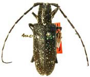  Monochamus scutellatus oregonensis